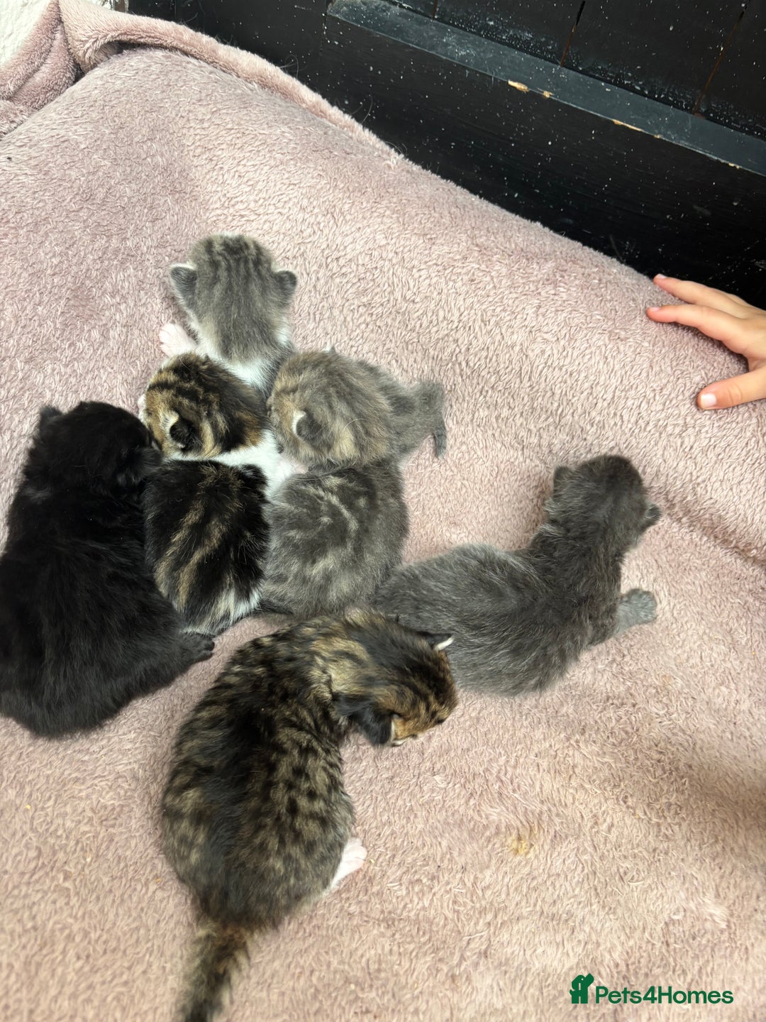 Mixed Breed cats for sale: Kittens  - Image 4