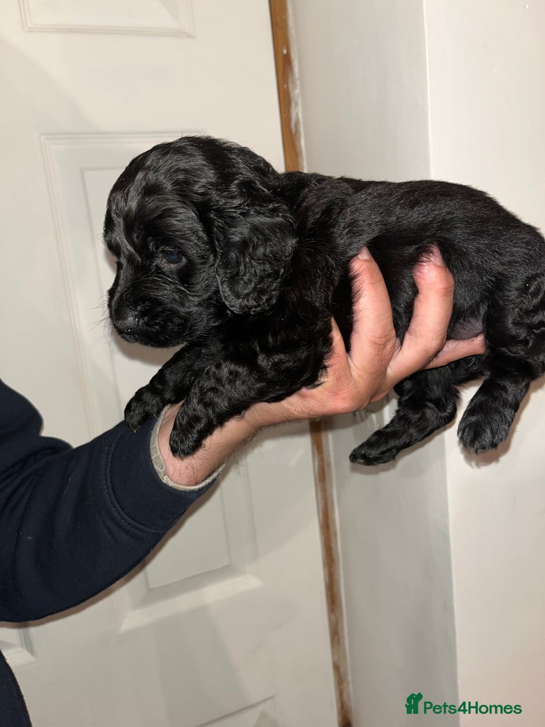 Cockapoo dogs for sale: 💫✨🐶🐾Gorgeous F1B Cockapoos🐾🐶✨💫 - Image 8