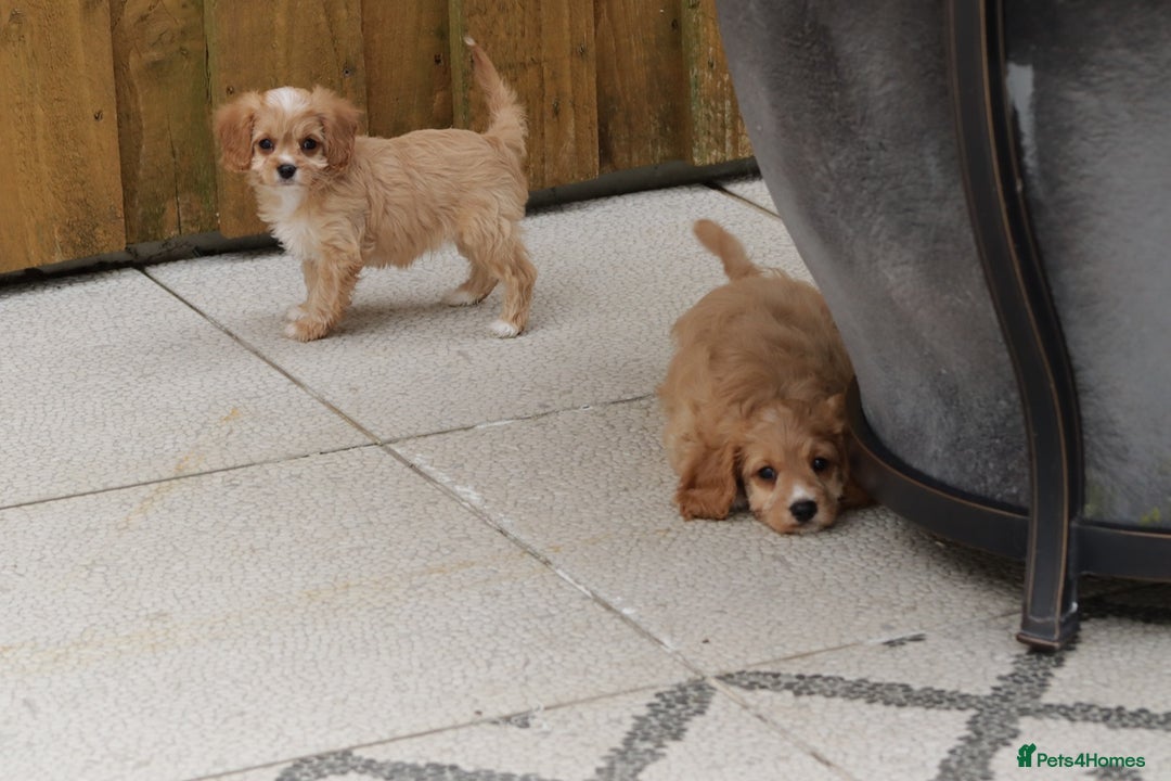 Cavapoo dogs for sale: F1 Cavapoo puppies for sale - Image 8