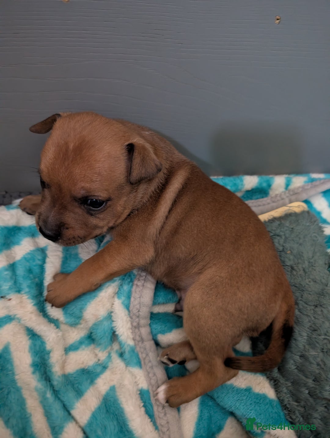 Staffordshire Bull Terrier dogs for sale: Stunning Staffordshire bull terrier puppies  - Advert 5