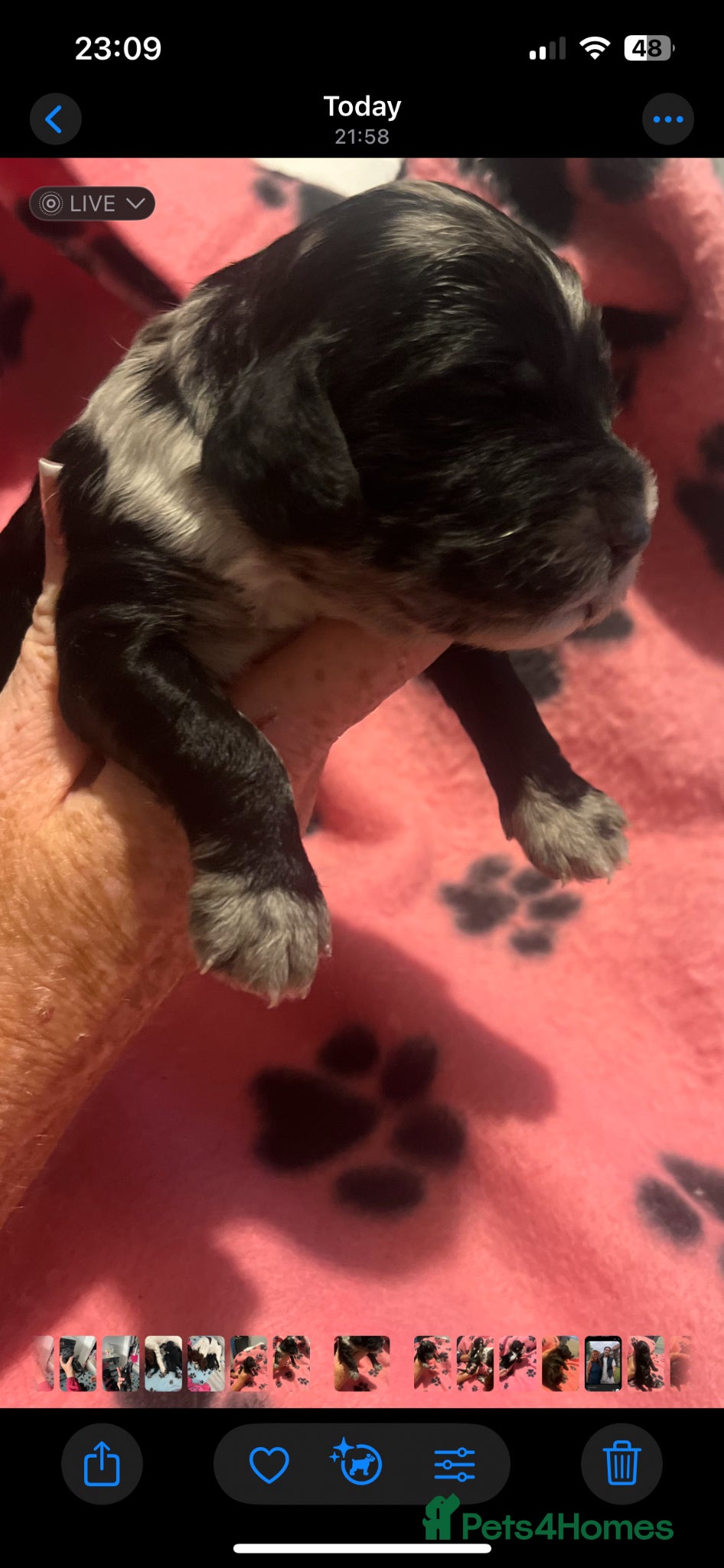 Cockapoo dogs Cockapoo Pups - Advert 1
