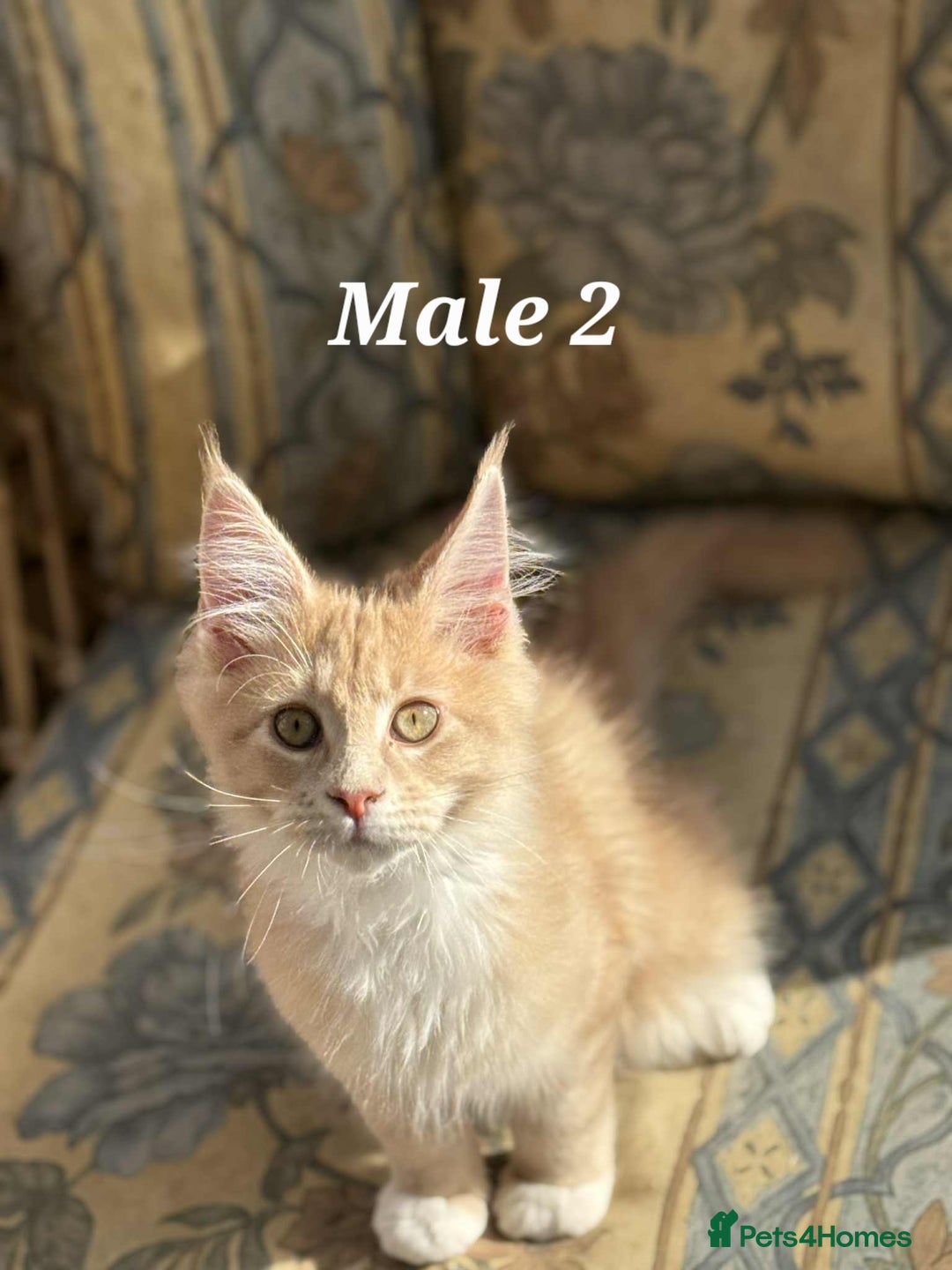 Maine Coon cats for sale:  Stunning XXL Pedigree Maine Coon Kittens - Image 2