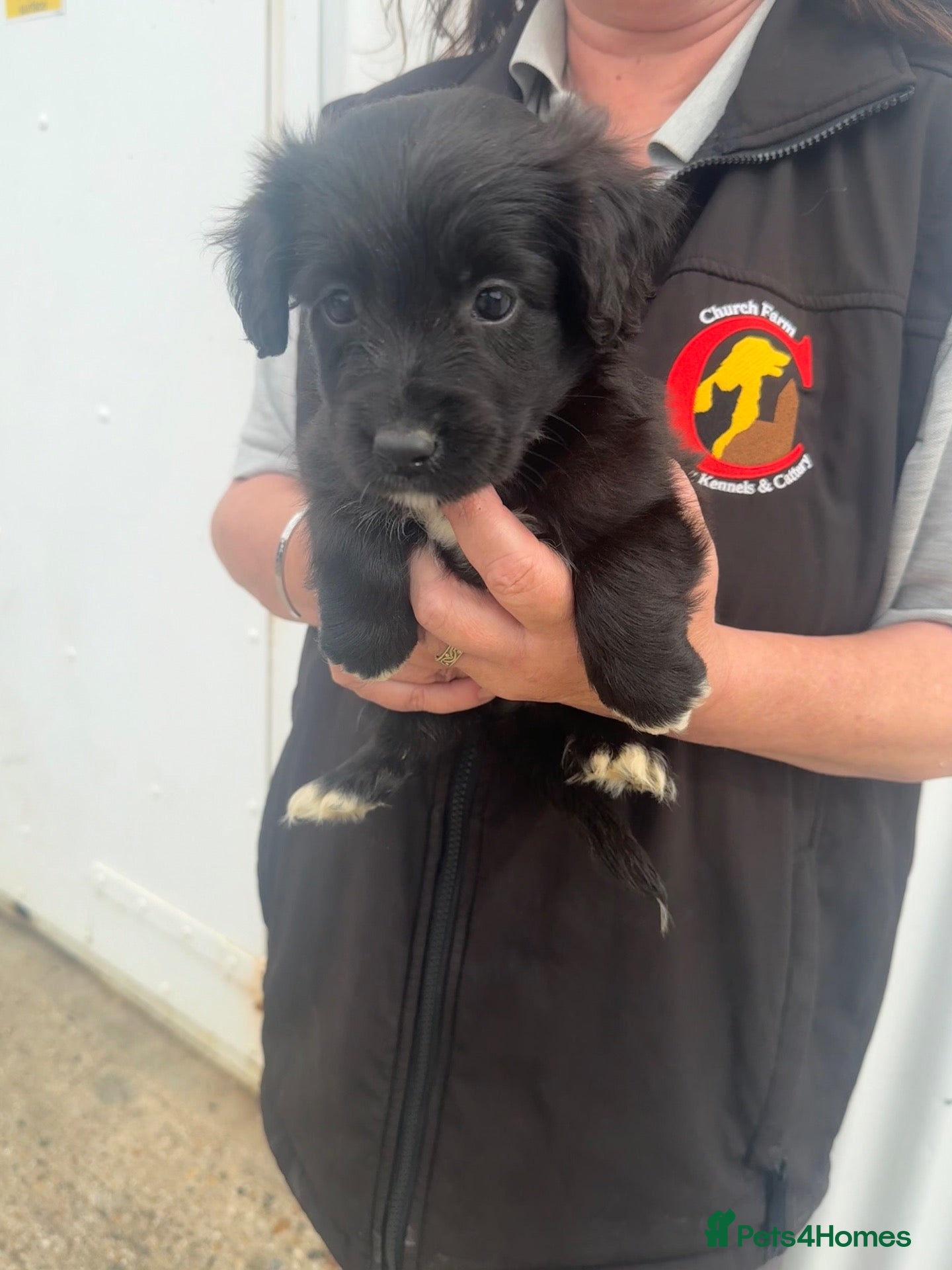Mixed Breed dogs Aussie x Cocker “Auckers” Puppies - Advert 1
