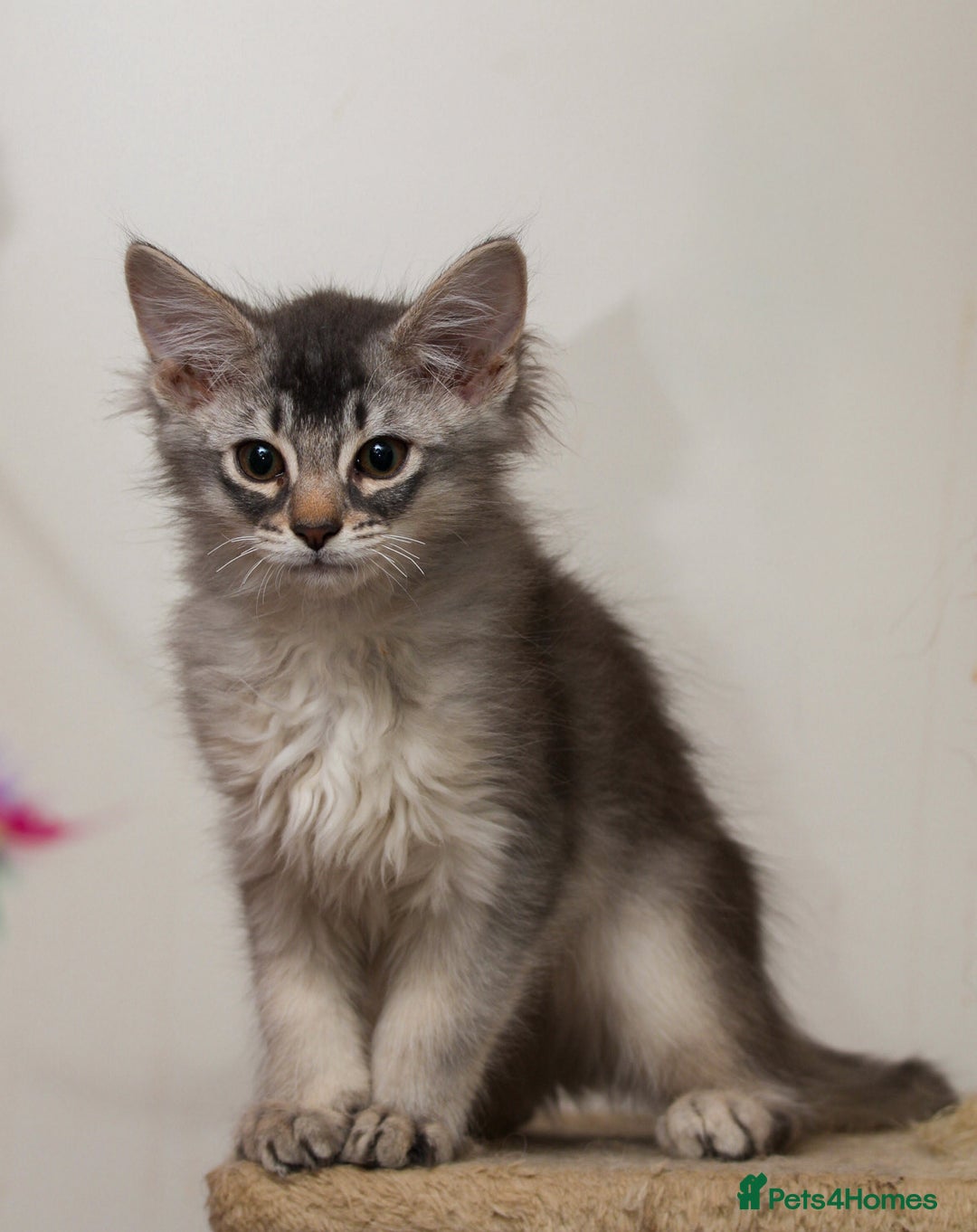 Somali cats for sale: Blue silver female Somali - Advert 11