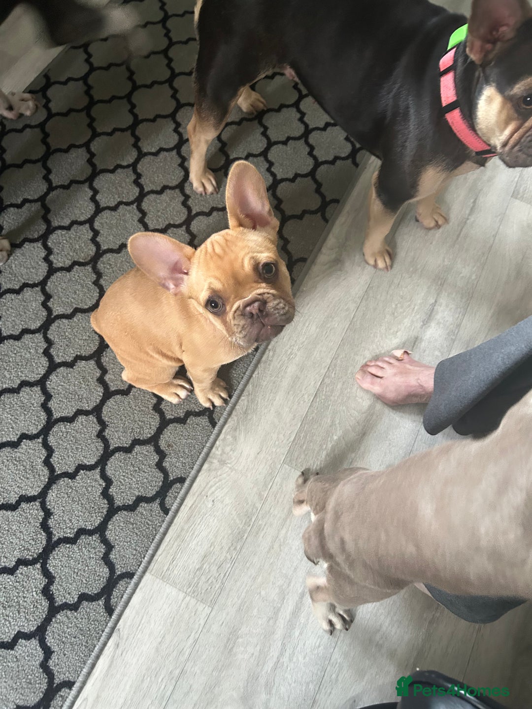 French Bulldog dogs for sale: French Bulldog Puppies in Sowerby Bridge - Image 1