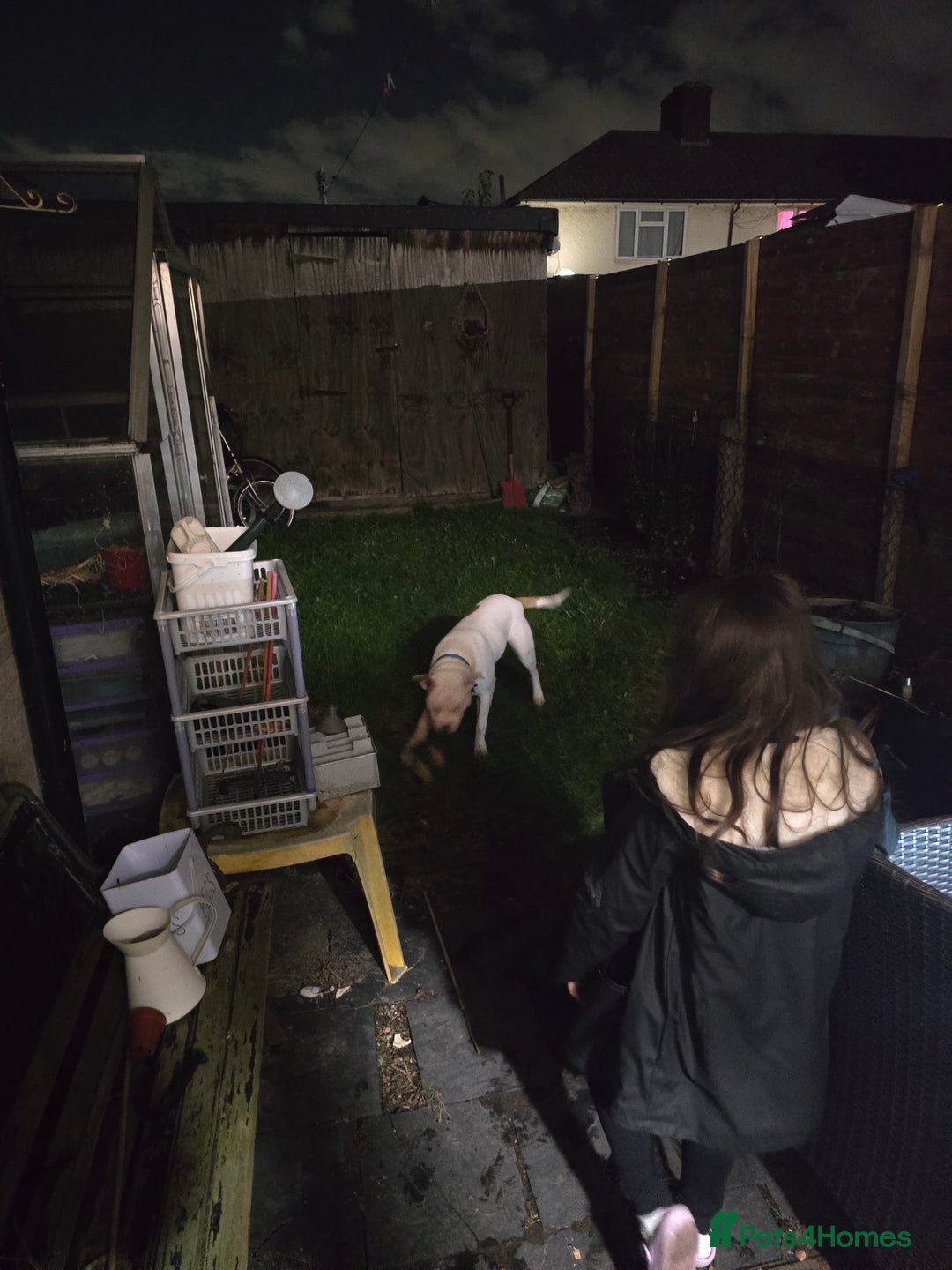 Mixed Breed dogs for sale: American staff - Advert 8