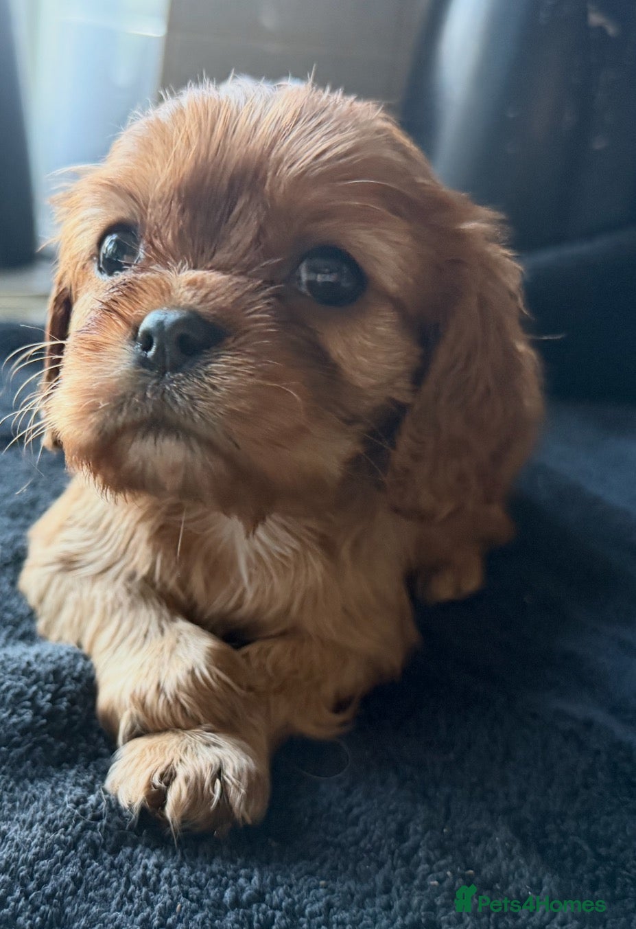 Cavalier King Charles Spaniel dogs Beautiful, Cavalier King Charles Spaniel puppies - Advert 1
