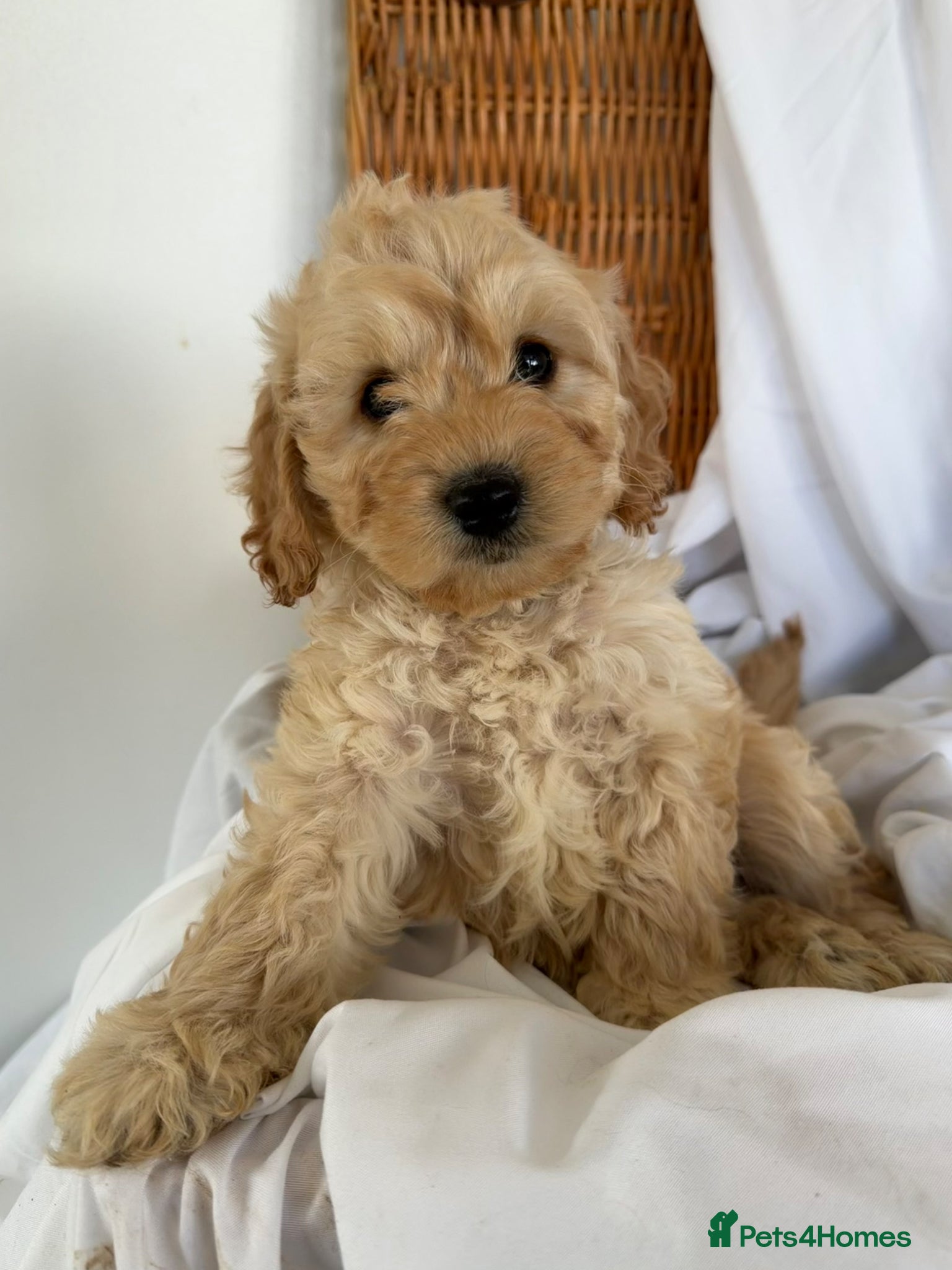 Cockapoo dogs Cockapoo puppies  - Advert 7