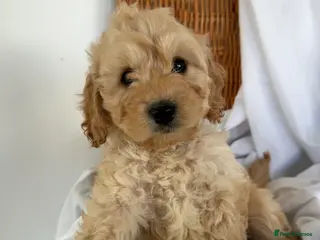 Cockapoo dogs Cockapoo puppies - Advert 9