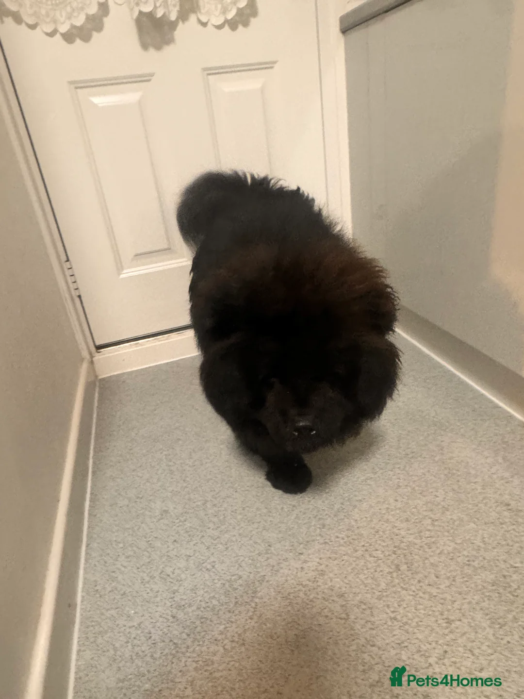 Chow Chow dogs for sale: Chow chow  - Advert 2