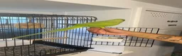 Parrots birds for sale: Beautiful male ringneck talking parrot  - Advert 3