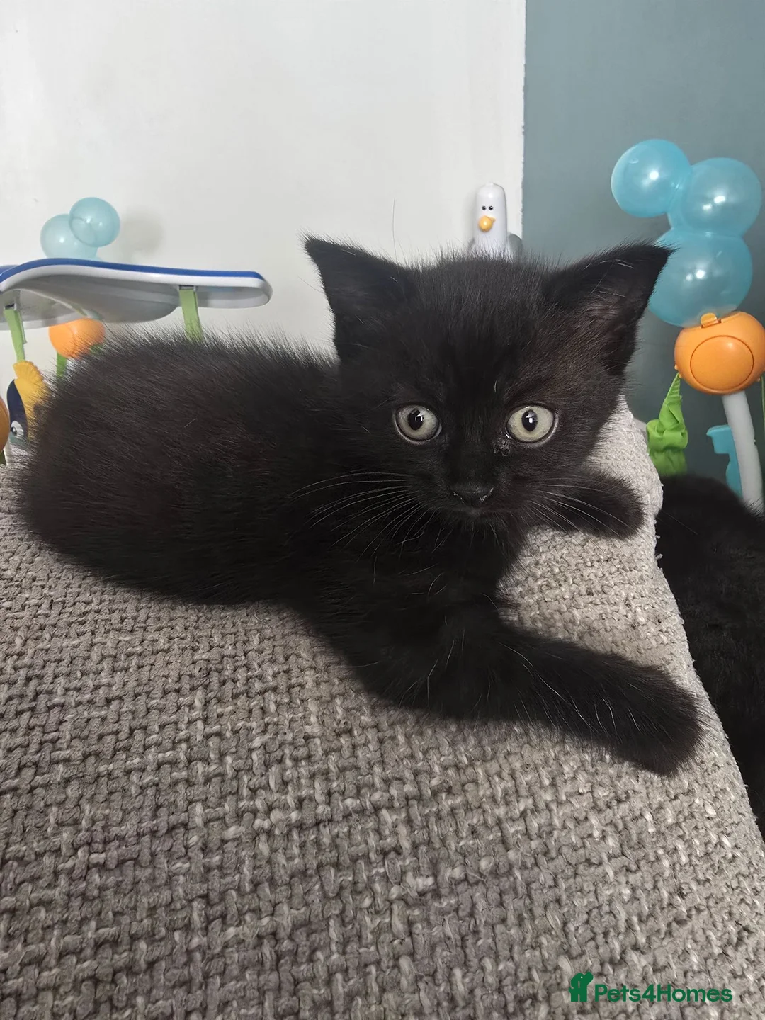 British Shorthair cats for sale: British shorthair kitten - Advert 8