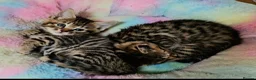 Mixed Breed cats for sale: Elven Bengal Kittens  - Advert 15