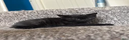 Mixed Breed cats for sale: 3 cats and 3kittens - Advert 8