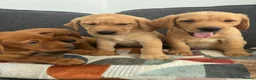 Labrador Retriever dogs for sale: Beautiful KC registered Labrador retriever puppies in Swansea - Advert 7
