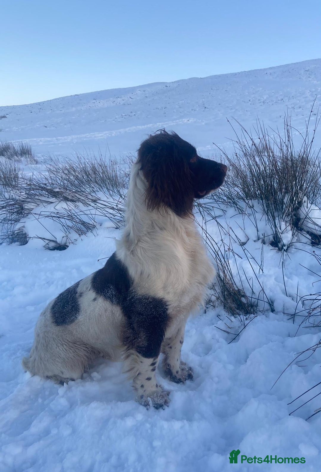 English Springer Spaniel dogs for stud: English Springer Spaniel for Stud  in Tranent - Advert 4
