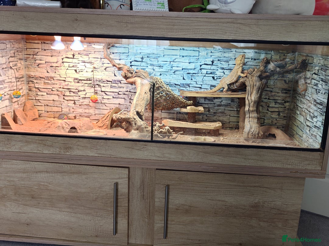 Bearded Dragon reptiles for sale: Bearded dragon - Image 4