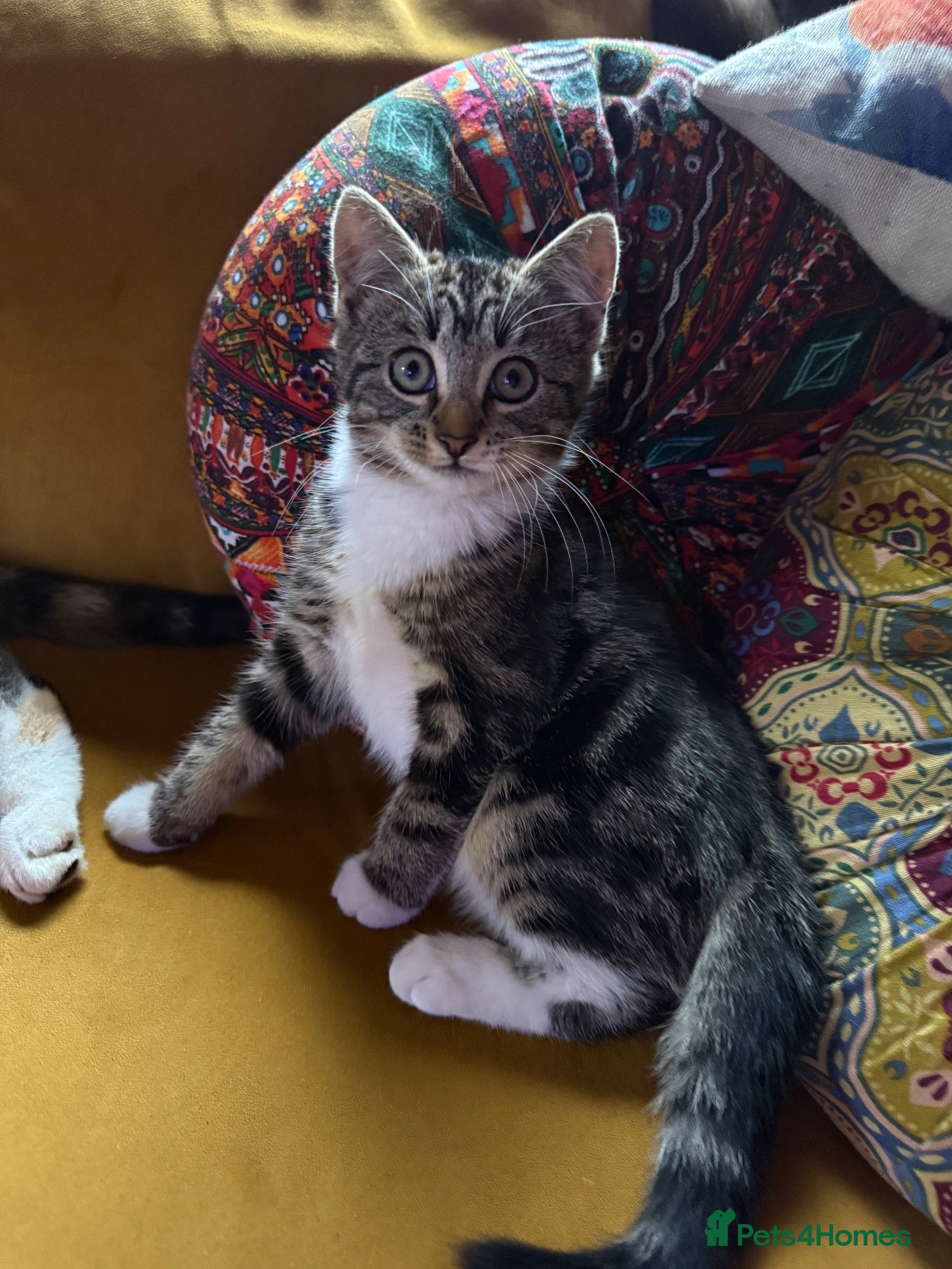 Mixed Breed cats for sale: Beautiful kittens READY NOW  - Advert 10