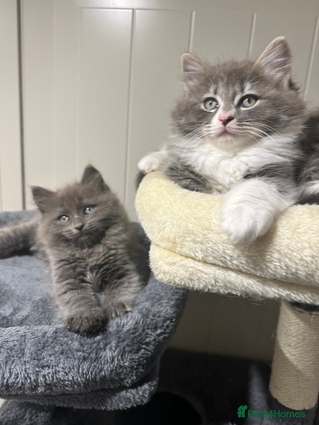 Norwegian Forest Cat cats for sale: 7 Exceptionally beautiful Norwegian Forest kittens - Advert 10