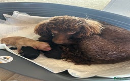 Miniature Poodle dogs for sale: Miniature poodle - Image 3