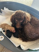 Miniature Poodle dogs - Advert 1