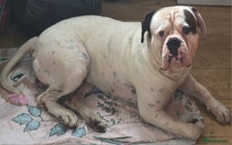 American Bulldog dogs for sale: American bulldog puppy  - Image 5
