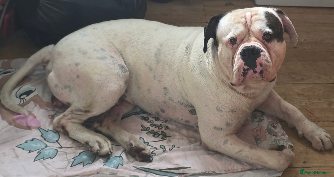 American Bulldog dogs for sale: American bulldog puppy  - Image 5