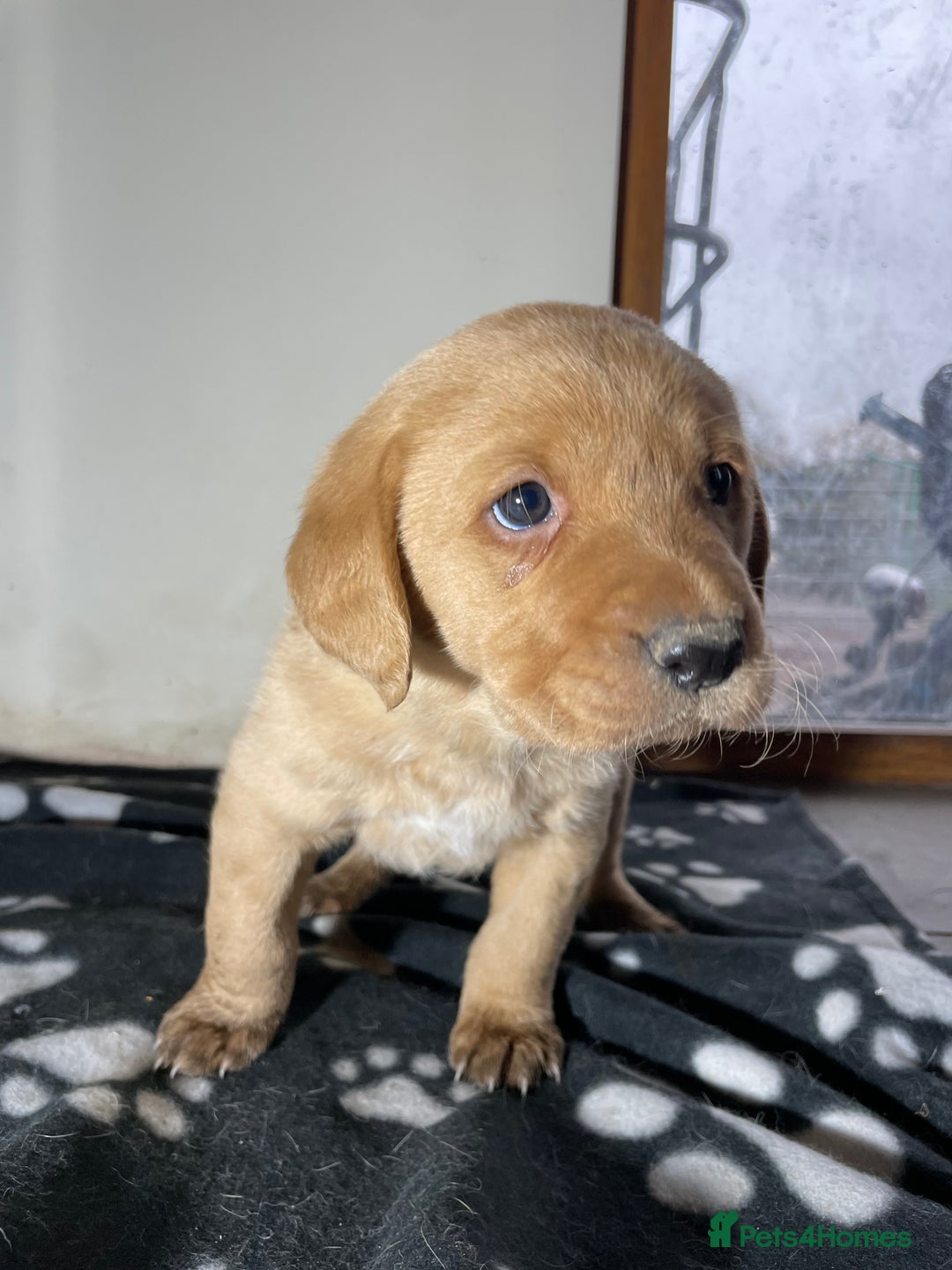 Labrador Retriever dogs for sale: Ready now Stunning chunky fox red pups - Advert 9