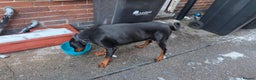 Dobermann dogs for sale: Female doberman  - Advert 5