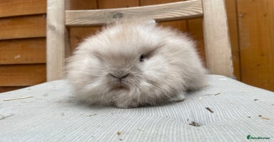 Lionhead rabbits - Advert 1