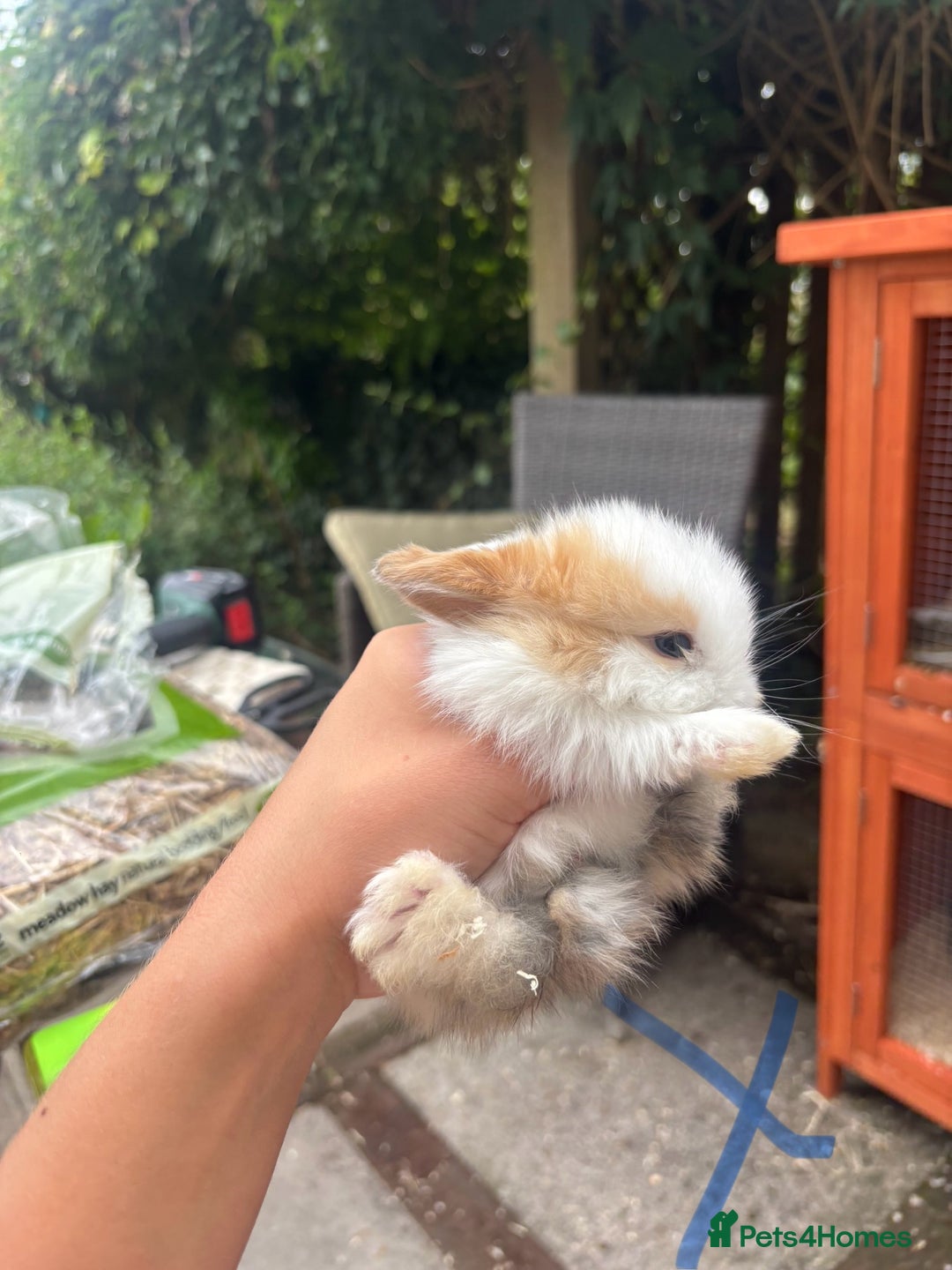 Mini Lop rabbits for sale: Stunning Mini Lop Bunnies🤍🌾 - Image 10