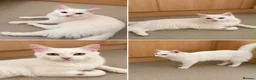 Turkish Angora cats for sale: 10 Month Old Turkish Angora Seeking Loving Home in Macclesfield - Advert 1
