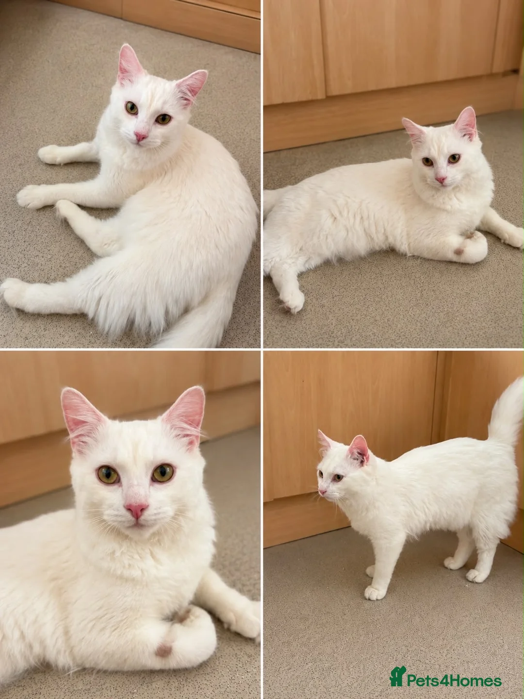 Turkish Angora cats for sale: 10 Month Old Turkish Angora Seeking Loving Home in Macclesfield - Advert 1