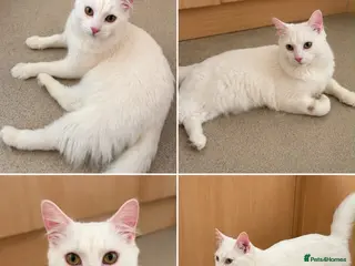 Turkish Angora cats 10 Month Old Turkish Angora Seeking Loving Home - Advert 1