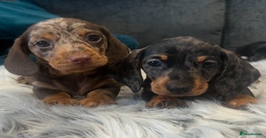 Miniature Dachshund dogs - Advert 5