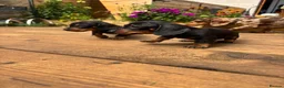 Miniature Dachshund dogs for sale: Stunning KC Pedigree Miniature Dachshund Puppies - Advert 8