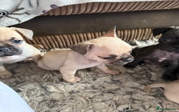 Frug dogs for sale: Pug cross frenchie - Image 1