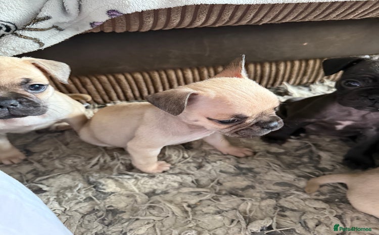 Frug dogs - Advert 1