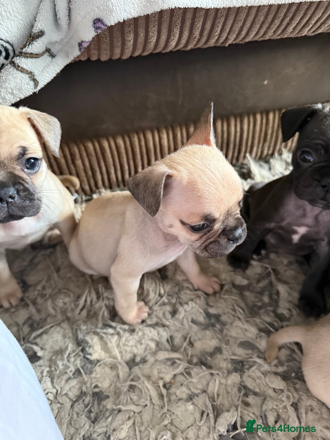Frug dogs for sale: Pug cross frenchie - Image 1