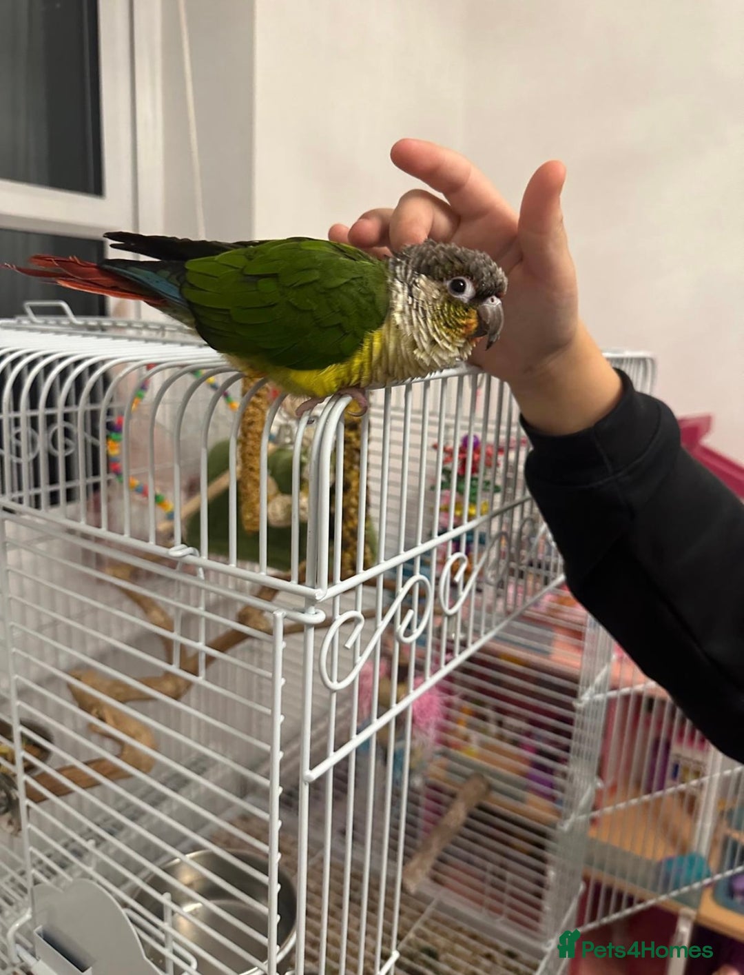 Conures birds for sale: Beautiful Male Conure for Sale  - Advert 2