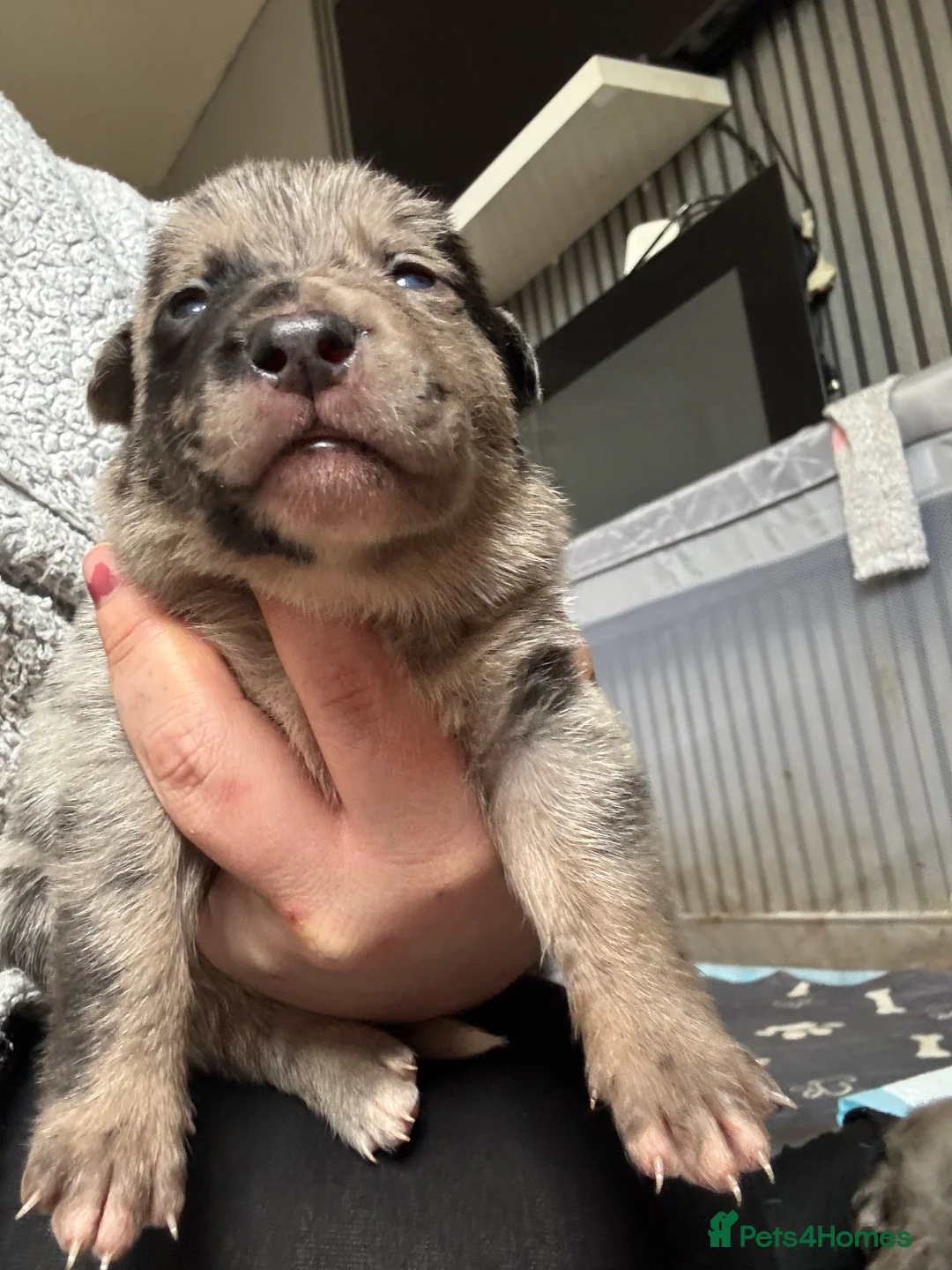 Mixed Breed dogs for sale: Beautiful staff x gsd puppies - Advert 16
