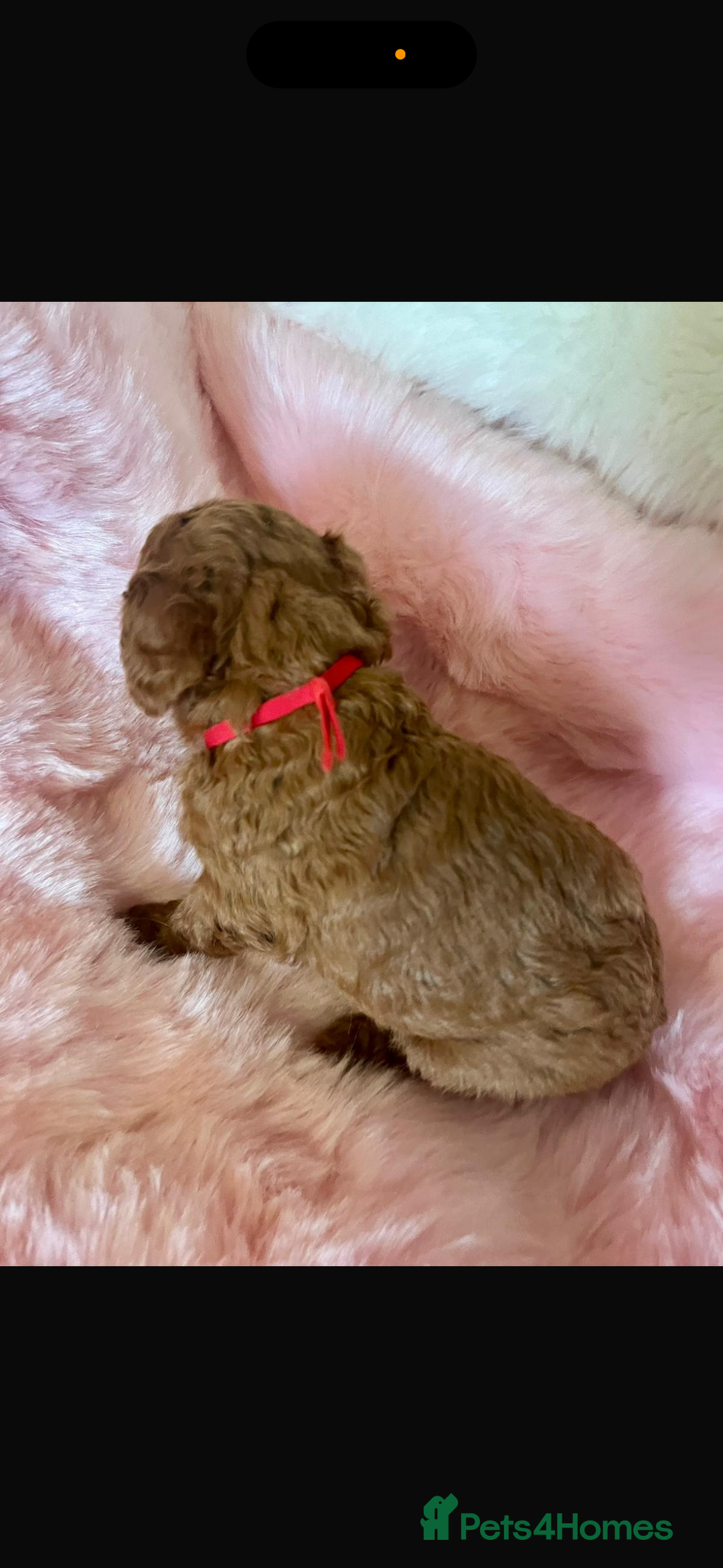Cavapoo dogs for sale: Top quality F1b toy cavapoos  - Image 3