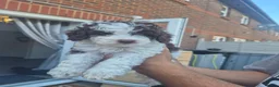 Cockapoo dogs for sale: Beautiful F1BB rare curly cockapoo's for sale  - Advert 22