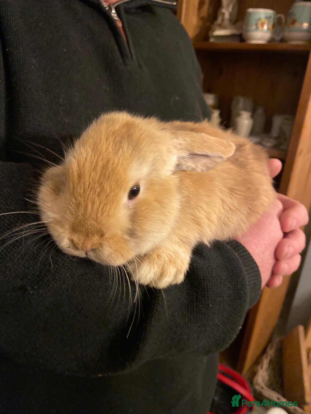 Mini Lop rabbits for sale: 2 harli mini lops males 10 weeks - Advert 2