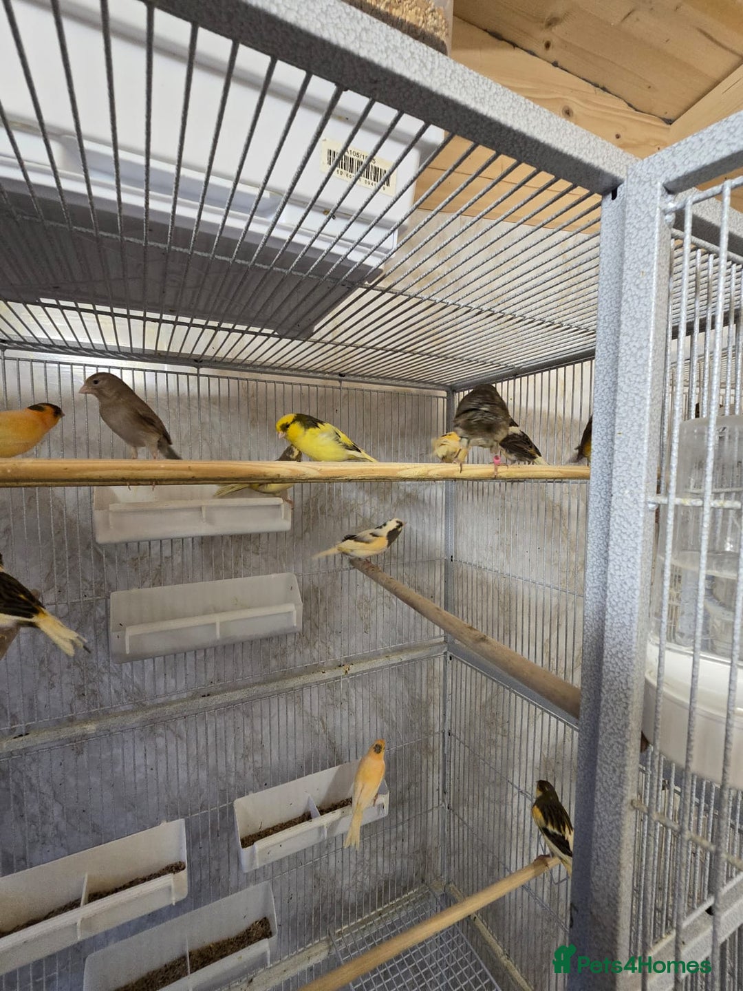 Canaries birds for sale: Beautiful healthy canaries for sale in Manchester  - Advert 23