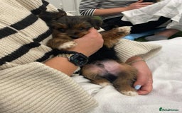 Yorkshire Terrier dogs for sale: 7 male Yorkshire terriers ready to leave.  - Image 27