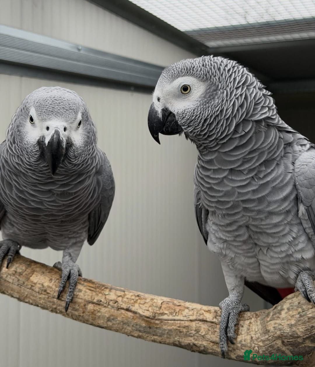Parrots birds Quality tame talking African Grey Parrots for sale - Advert 1