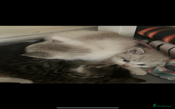 Mixed Breed cats for sale: 4 beautiful boys looking for their forever homes - Image 5