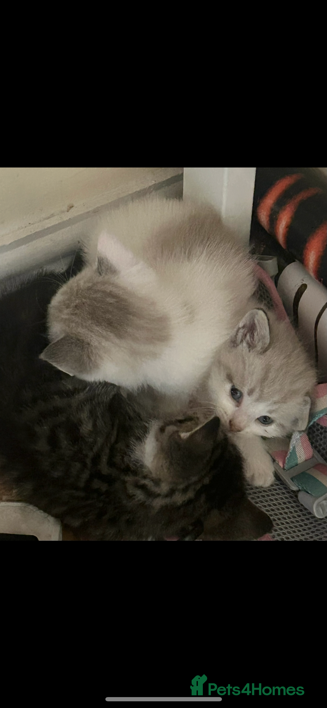 Mixed Breed cats for sale: 4 beautiful boys looking for their forever homes - Image 5