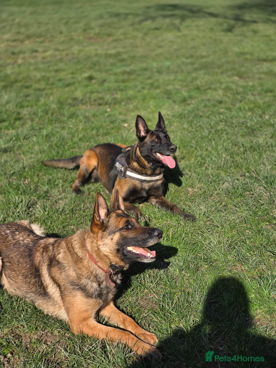 German Shepherd dogs for sale: Trained Working Line German Shepherd – Daisy - Advert 2